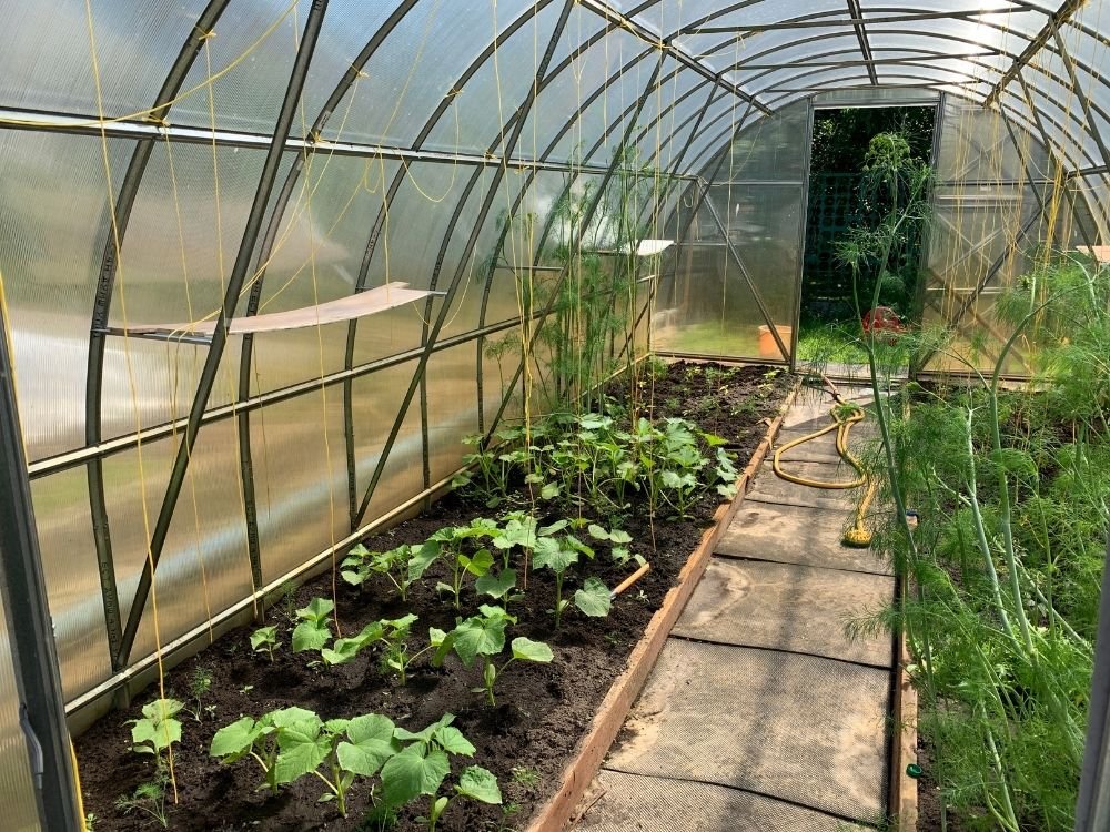 Rows of young vegetable plants growing inside a polycarbonate greenhouse