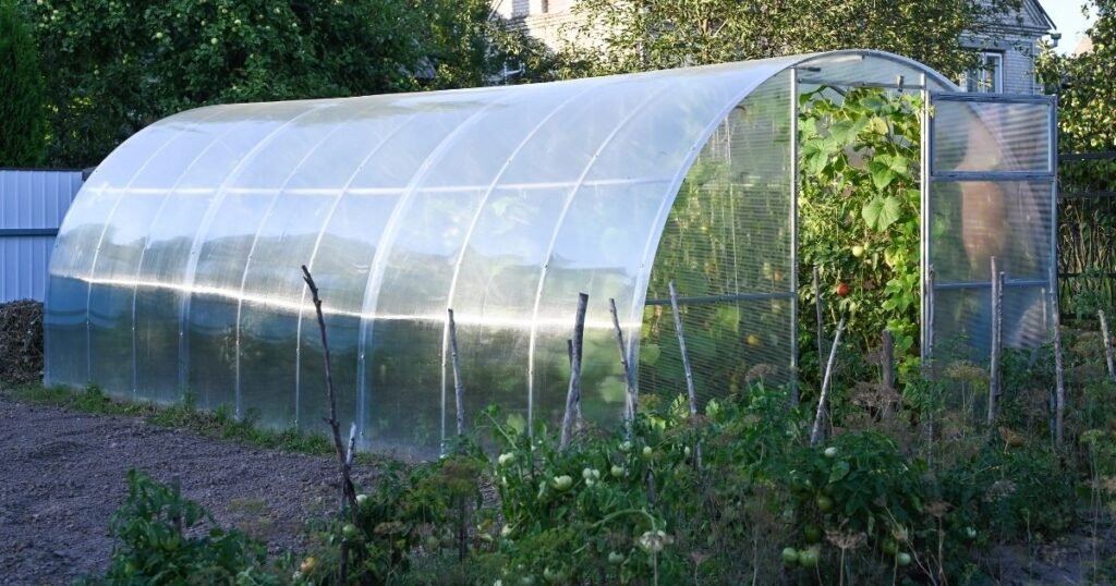 Polycarbonate greenhouse in a backyard garden with tomato plants growing Inside